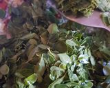 A picture of step 3 of Moringa and Toasted Grated Coconut.