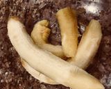 Foto del paso 1 de la receta: Galletas/bocaditos SANOS y FITNESS de banana y avena (Súper fáciles)