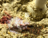 Foto del paso 3 de la receta: Hamburguesas vegetarianas