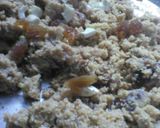 A picture of step 9 of Semolina gram flour ladoo.