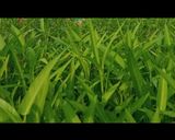 Foto langkah ke 1 dari resep Tumis kangkung.