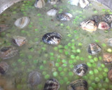 Foto del paso 7 de la receta Cazuela de corvina con almejas y guisantes