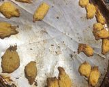 Foto del paso 5 de la receta: Snack para la picadita de cebolla y zanahoria