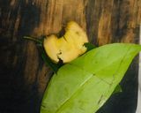 Foto langkah ke 2 dari resep 12. Ayam Goreng Serundeng.