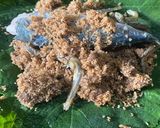 Foto langkah ke 1 dari resep Buntil Daun Labu.