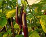 Hình bước làm 1 của món Cà tím hấp chan mắm gừng