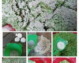 Foto langkah ke 3 dari resep Tape ketan Daun katuk / Tapai lakatan hijau khas Banjarmasin.