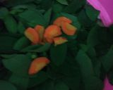Foto langkah ke 1 dari resep Sayur Katuk.