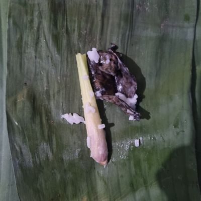 Langkah 4