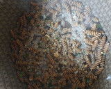 Foto del paso 1 de la receta: Tirabuzón integral