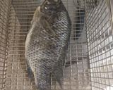 Foto del paso 3 de la receta: Mojarra frita