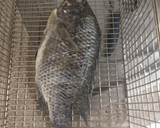 Foto del paso 3 de la receta: Mojarra frita