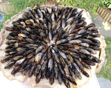 Foto del paso 1 de la receta: Mejillones asados. Éclade de moules