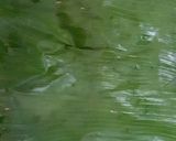 Foto langkah ke 2 dari resep Pepes Ayam Kampung.