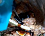 Foto langkah ke 3 dari resep Semur Daging Kepala Sapi.