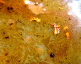 Foto del paso 2 de la receta: Mejillones en escabeche picante