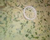 Foto del paso 2 de la receta: Galletitas saladas con Ciboulette