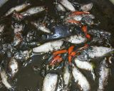 Foto langkah ke 5 dari resep Cumi kuah hitam.