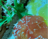 Foto del paso 5 de la receta: Tosta de pollo, tomate y rúcula!!