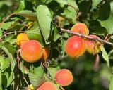 Une image de l'étape 6 de Cake 🍑abricots 🍑🍑.