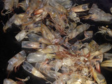 Kaldu Udang