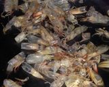 Foto langkah ke 2 dari resep Kaldu Udang.
