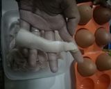 Foto langkah ke 1 dari resep Ayam krispy kress tanpa tulang.