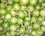A picture of step 1 of Cordia myxa.