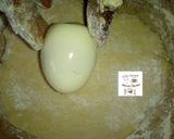 A picture of step 11 of Egg roll.