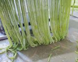 Foto langkah ke 5 dari resep Mie Bayam Hijau.