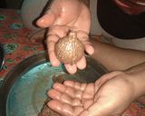 A picture of step 5 of Chocolate modak.