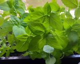 Pas rețetă Salata de roșii cu branza 2 fotografie