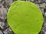 Green karela chaat