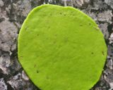 A picture of step 4 of Green karela chaat.
