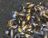 Une image de l'étape 5 de Moules roquefort.