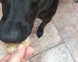 Foto del paso 4 de la receta: Galletas Integrales para Perritos