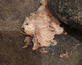 Foto langkah ke 2 dari resep Empal Daging Sapi Goreng (tanpa santan).