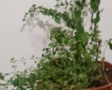 Foto del paso 3 de la receta: Tapabarriga a la cacerola