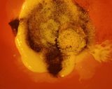 A picture of step 10 of Croutons.