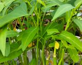 Foto langkah ke 1 dari resep Tumis Kangkung Bunga Pepaya.