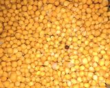 Foto del paso 1 de la receta: Hamburguesas de garbanzos y calabaza