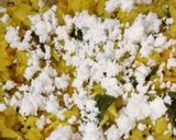 A picture of step 4 of Cabbage Thoran.