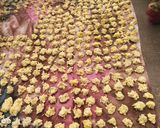 A picture of step 3 of Chana dal badi.