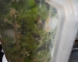 A picture of step 4 of Pudina and spinach chutney.