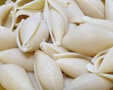 Foto del paso 2 de la receta: Conchiglioni ripieni (fideos rellenos)