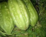 Hình bước làm 1 của món Khổ qua xào trứng