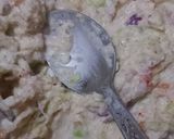 A picture of step 2 of Malai sandwich.
