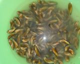 รูปขั้นตอนการทำที่ 1 ของ ผัดหอยกะพง