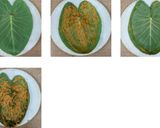 A picture of step 3 of Patra/ Patrode.