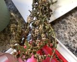 Une image de l'étape 6 de Lentilles🐞 béluga 🍂quinoa🪵.